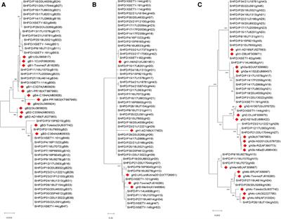 Distribution of CMV envelope glycoprotein B, H and N genotypes in infants with congenital cytomegalovirus symptomatic infection